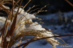 Schneezebragras
