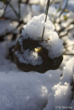 Schneehühnergott