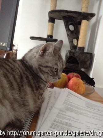 Whiskas 21-01-2013