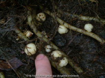 Oca_nach-dem-Frost_nah