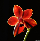 Phal. I-Hsin Salmon 'Copper Star'