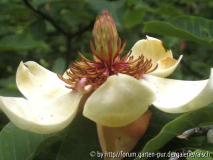 M. wiesneri2