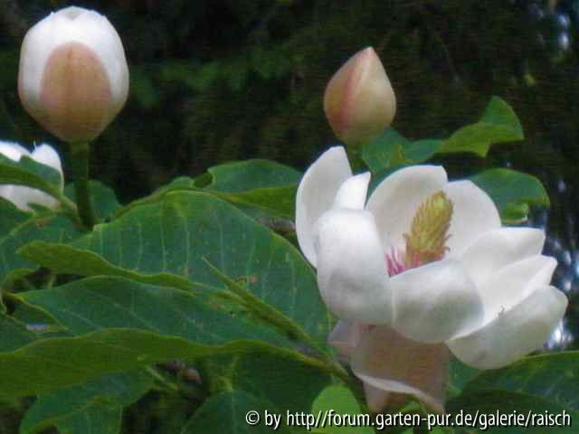 M. wiesneri1