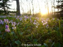 Veilchen in Abendstimmung