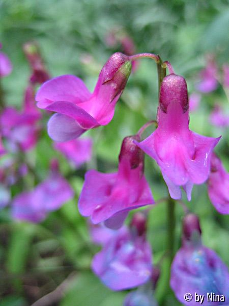 Lathyrus vernus, Frühlings-Platterbse