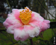 Shibori-egao 31_1_2.JPG