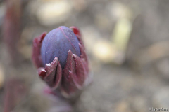 schwarze knospe