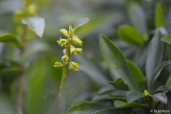 daphne laureola2