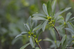 daphne laureola
