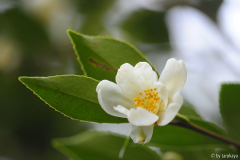 C.tenuiflora13