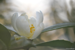 C.tenuiflora GL