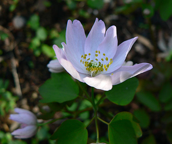 Anemonella thalictroides