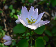 Anemonella thalictroides