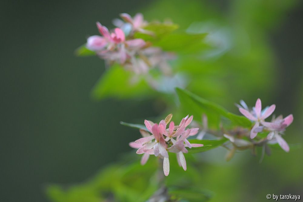 abelia grandiflora