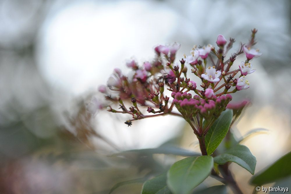 viburnum tinus