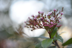 viburnum tinus