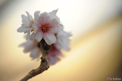 prunus subhirtella autumnalis rosea