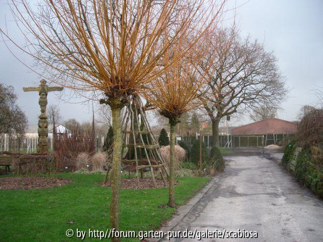 Salix, gelb