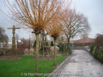 Salix, gelb