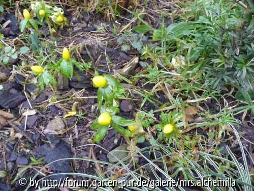 Winterlinge