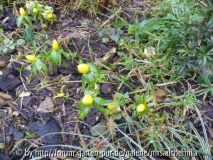 Winterlinge
