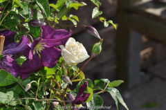 Kombination: Ilse Krohn und Clematis
