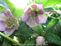 hellrosa schattiert