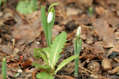Galanthus2013IMG_9663.jpg