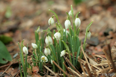Galanthus2013IMG_9661.jpg