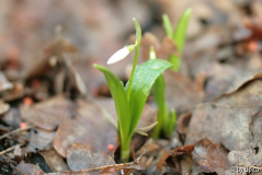 Galanthus2013IMG_9650.jpg