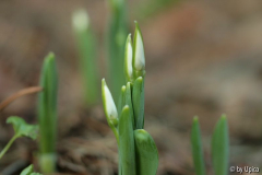 Galanthus2013IMG_9646.jpg