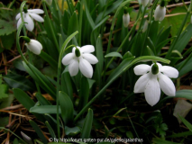 Galanthus elwesii 'Godfrey Owen' 31. 1.