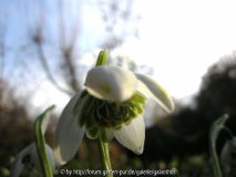 Galanthus 'St. Boniface' 31.1.2013