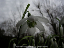 Galanthus elwesii 'Godfrey Owen' 31. 1.