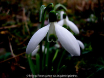 Galanthus elwesii 'By Gate' 31. 1. 2013