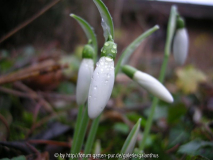 Galanthus elwesii 'By Gate' Anfang Janua