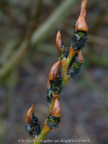 Salix melanostachys / Februar2012