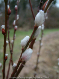 Salix caprea 'Silberglanz' / Februar2012