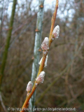 Salix 'Oxford Violett' / Februar2012