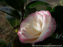 Camellia japonica 'Margaret Davis'