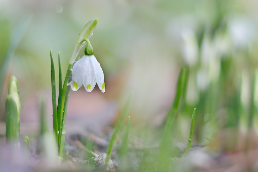 Märzenbecher mit 50 mm