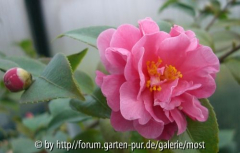Fragrant Pink feb 13.jpg