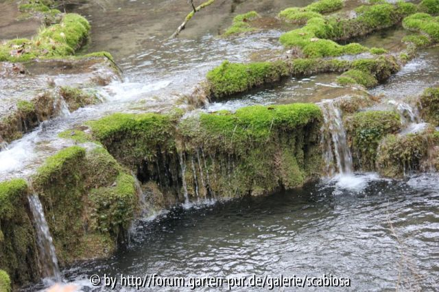 Moos und Wasser
