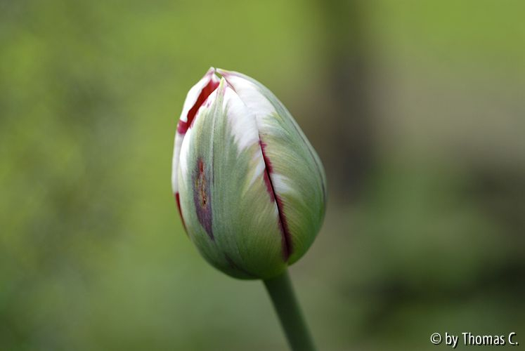 Tulpenstudie 01