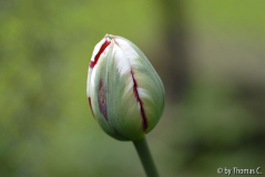 Tulpenstudie 01
