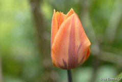 Tulpenstudie 02