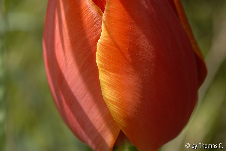 Tulpenstudie 03