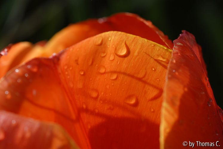 Tulpenstudie 04