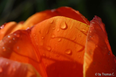 Tulpenstudie 04