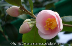 Rosiflora Cascade feb 13.jpg